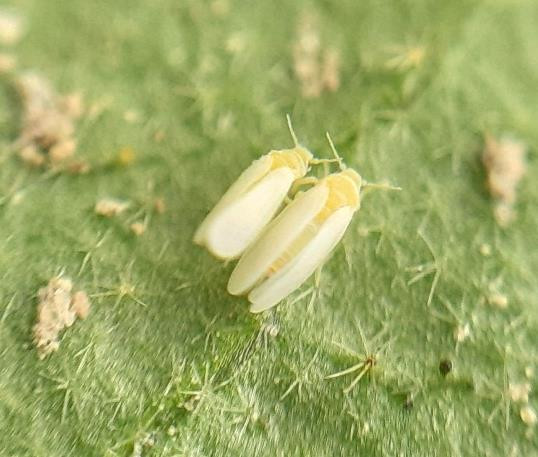 Imago Kutu Kebul